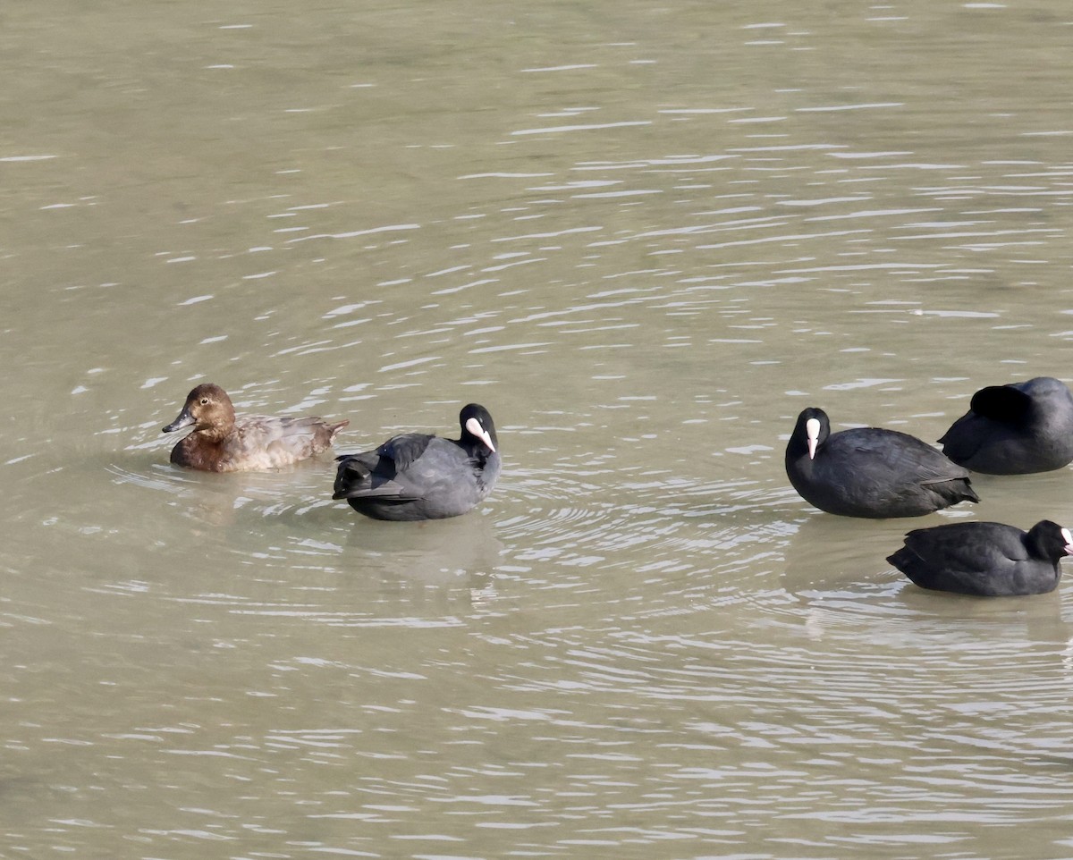 Common Pochard - ML644816543