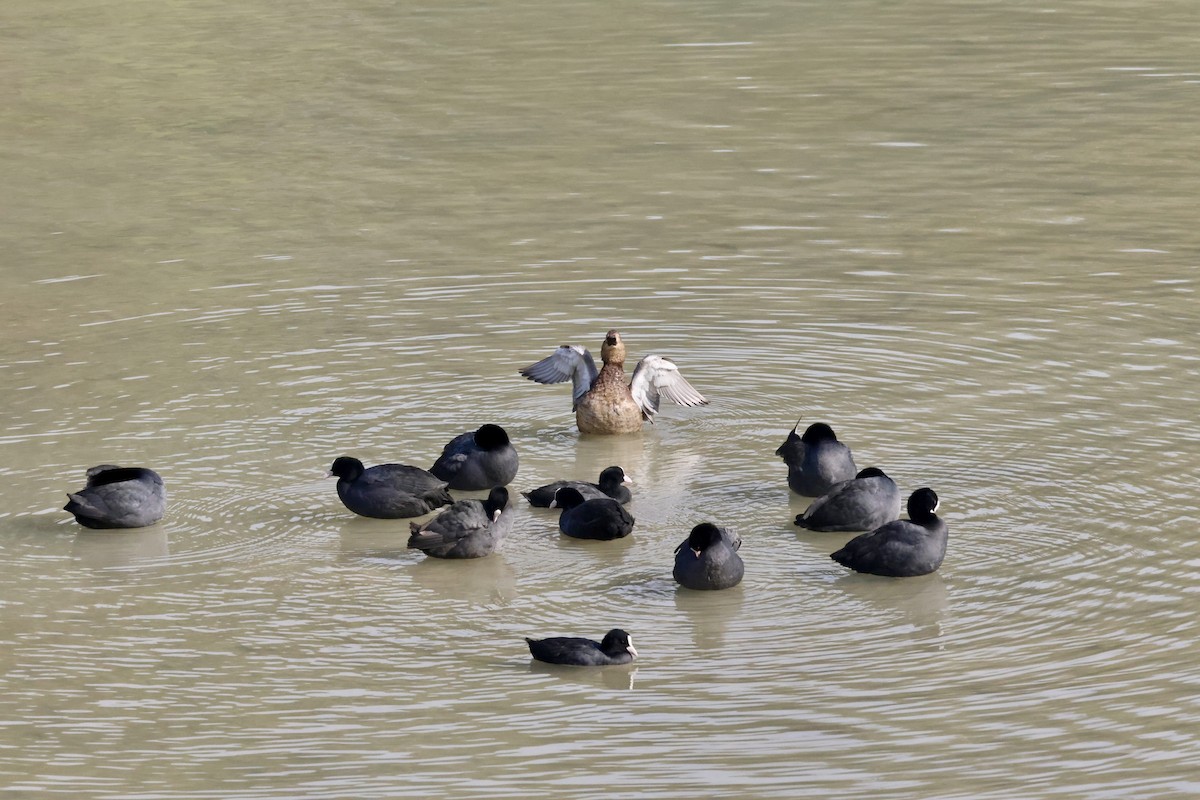 Common Pochard - ML644816547