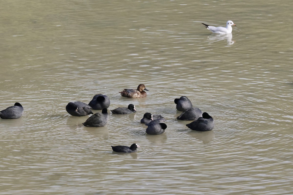 Common Pochard - ML644816548
