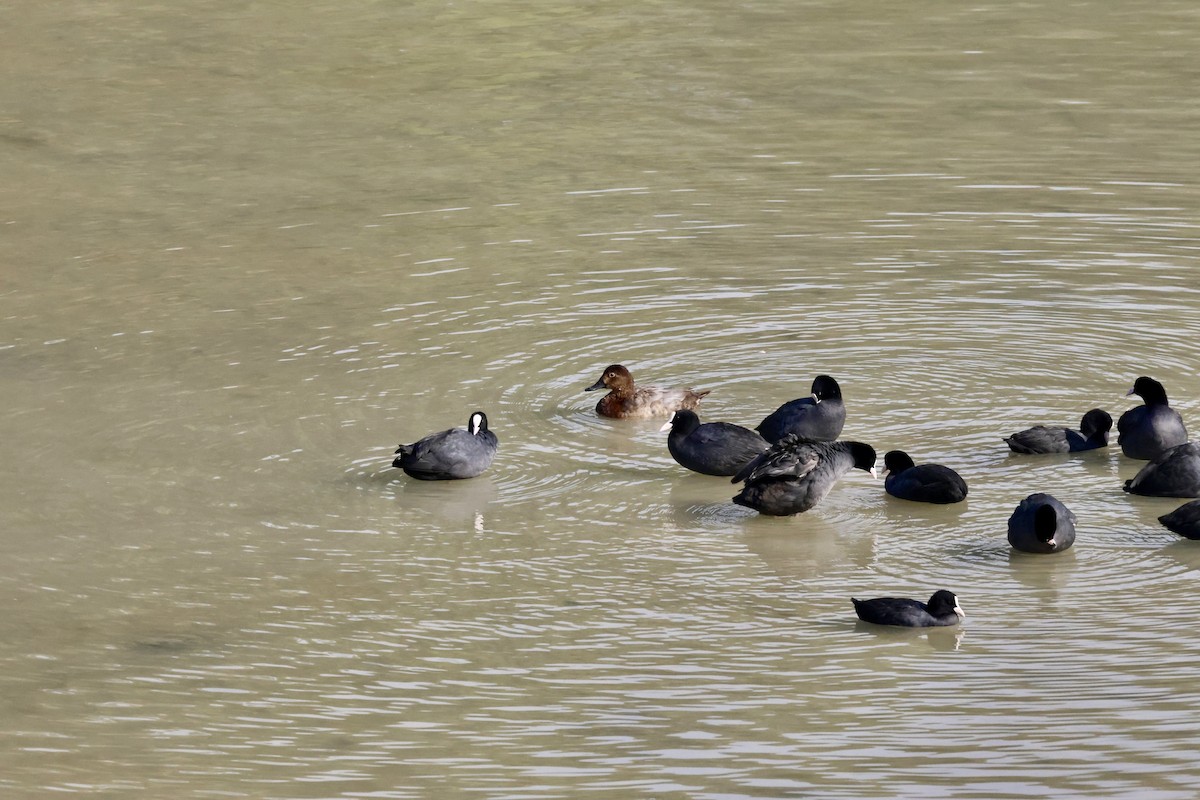 Common Pochard - ML644816551
