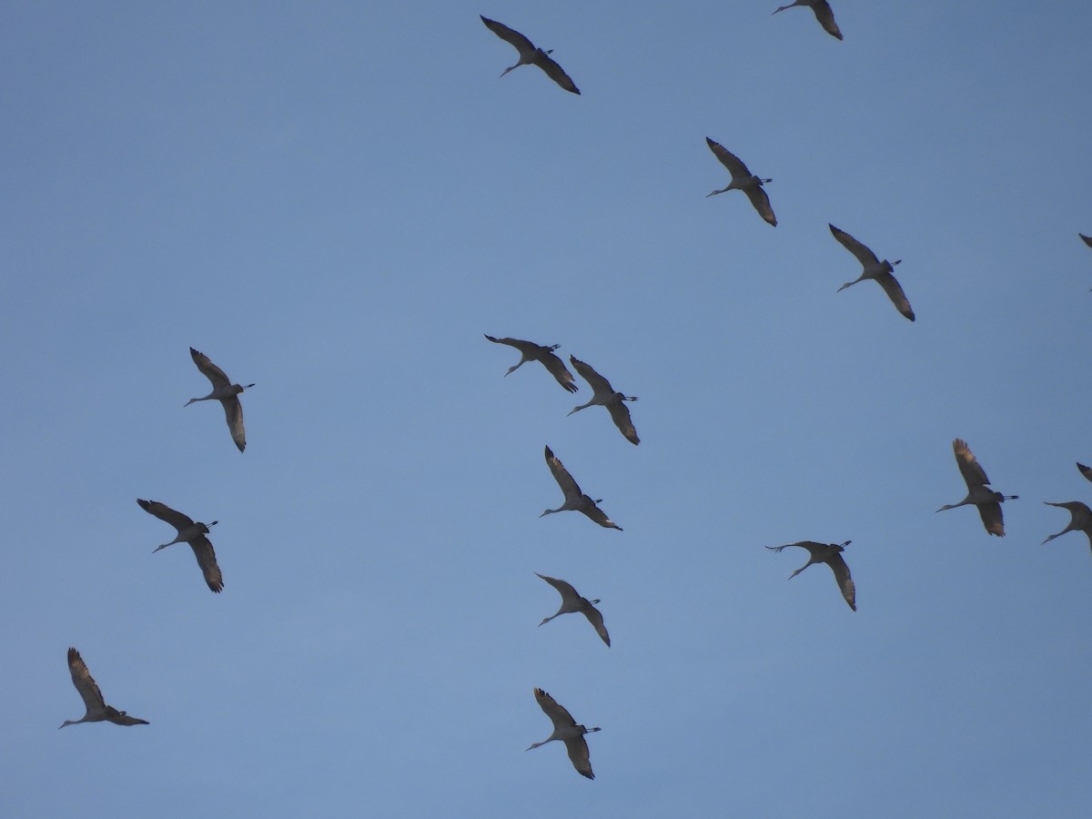 jeřáb kanadský - ML644816555