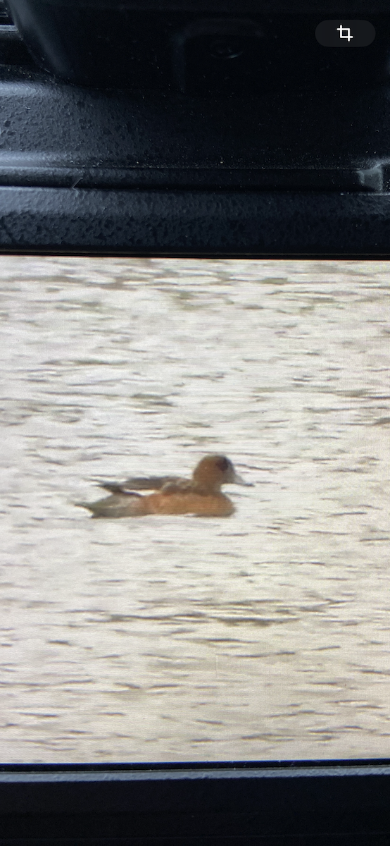 Eurasian Wigeon - ML644816557