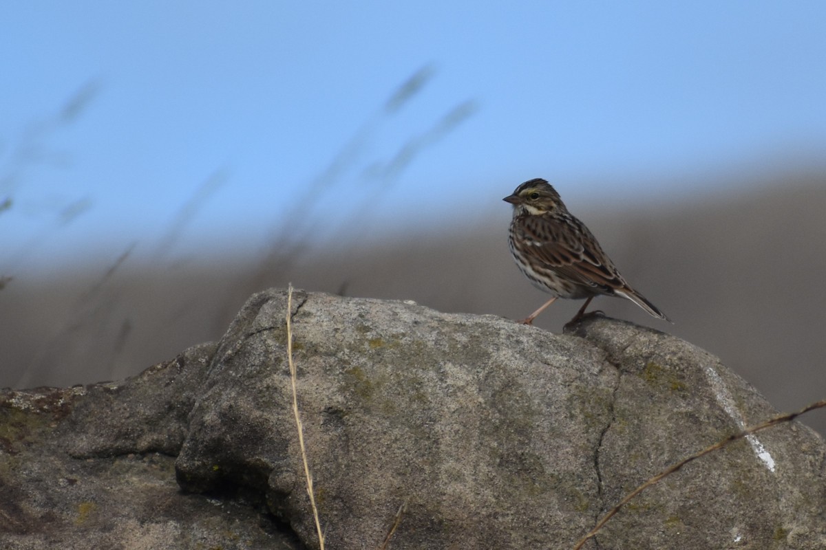 Savannah Sparrow - ML644816560