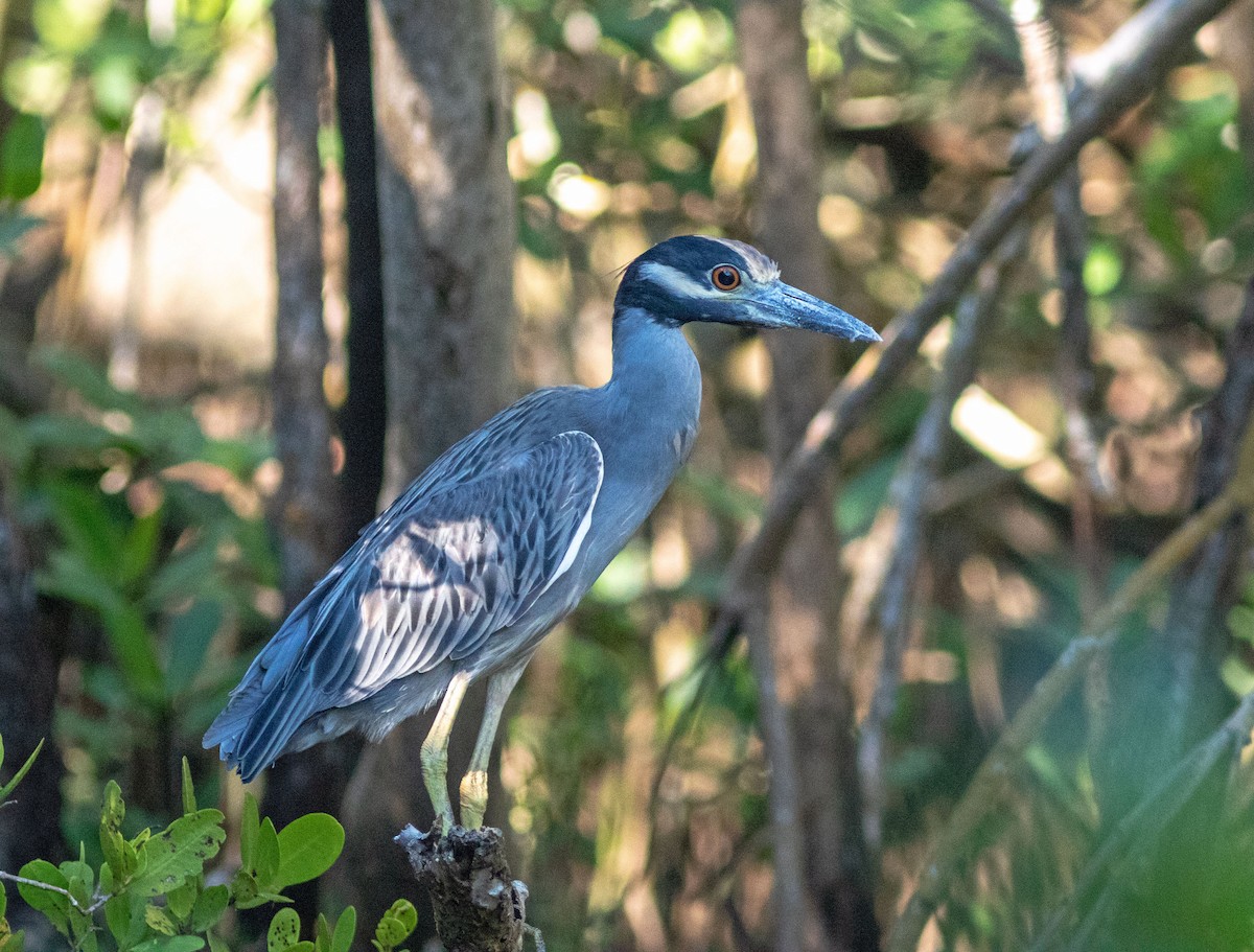 Квак чорногорлий - ML644816561