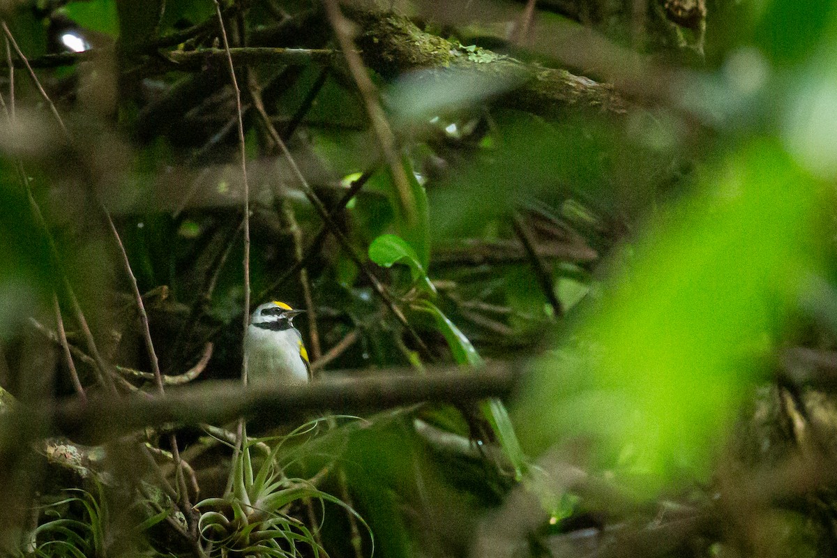 キンバネアメリカムシクイ - ML644816562