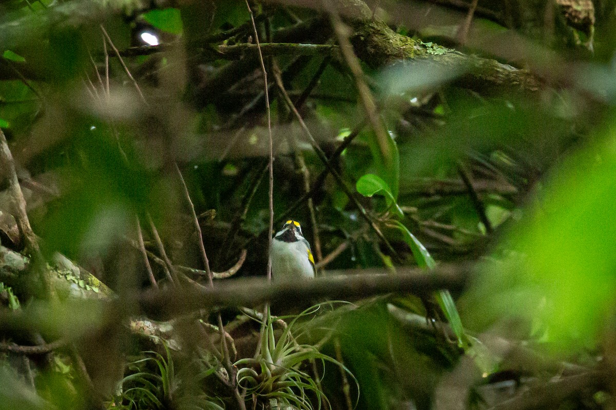 キンバネアメリカムシクイ - ML644816563