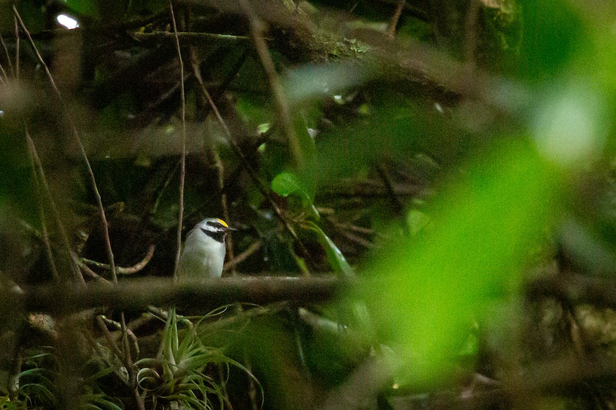 キンバネアメリカムシクイ - ML644816564