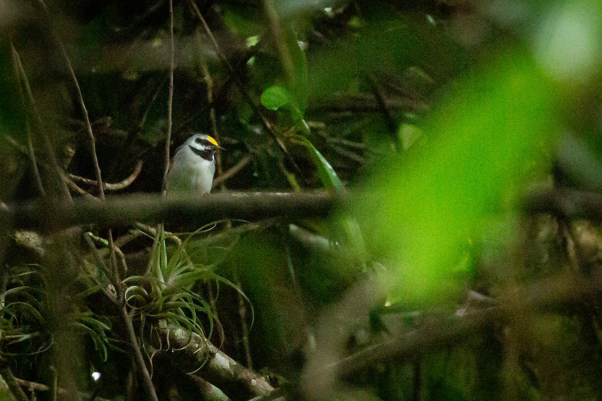 キンバネアメリカムシクイ - ML644816565