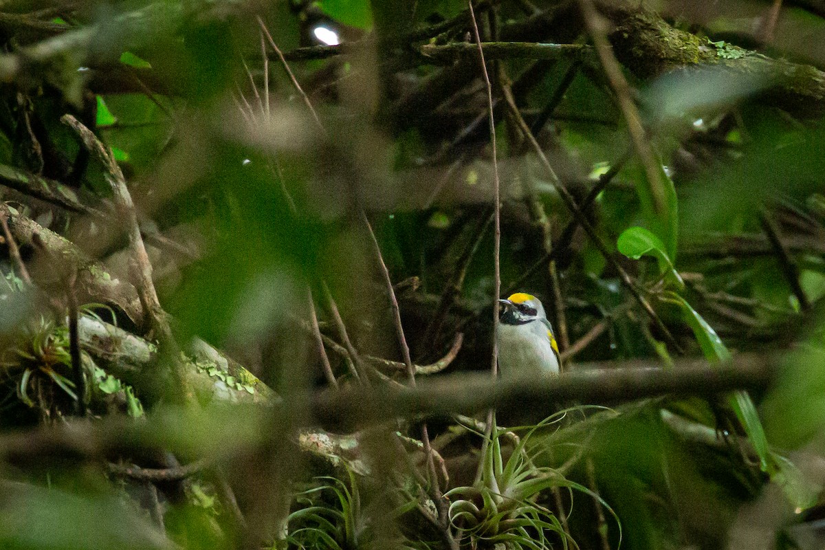 キンバネアメリカムシクイ - ML644816566