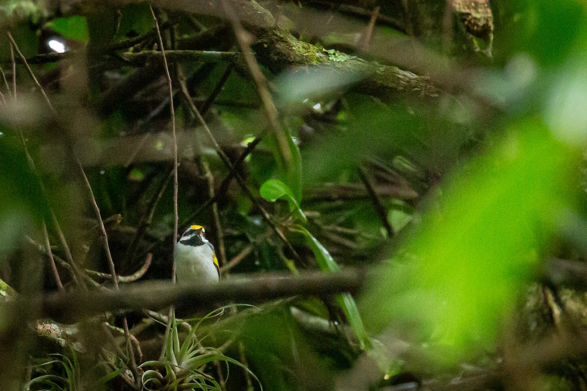 キンバネアメリカムシクイ - ML644816567