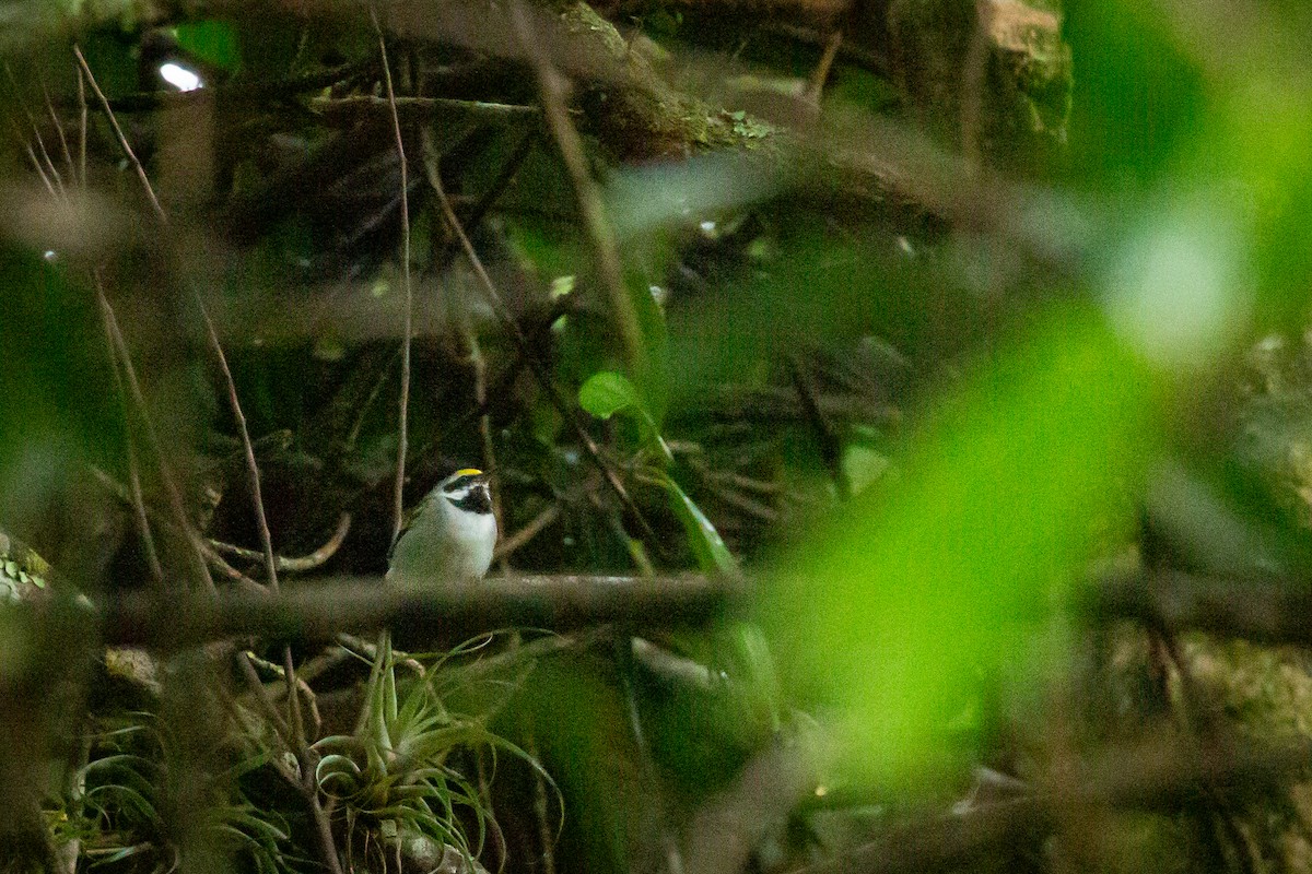 キンバネアメリカムシクイ - ML644816568