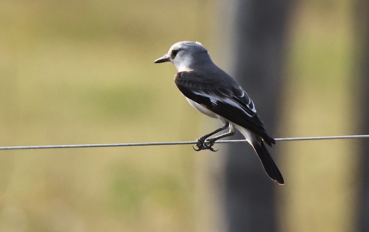White-rumped Monjita - ML644816569