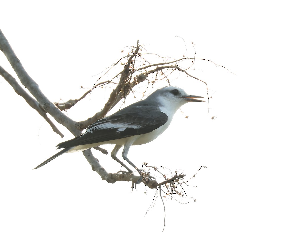 White-rumped Monjita - ML644816570