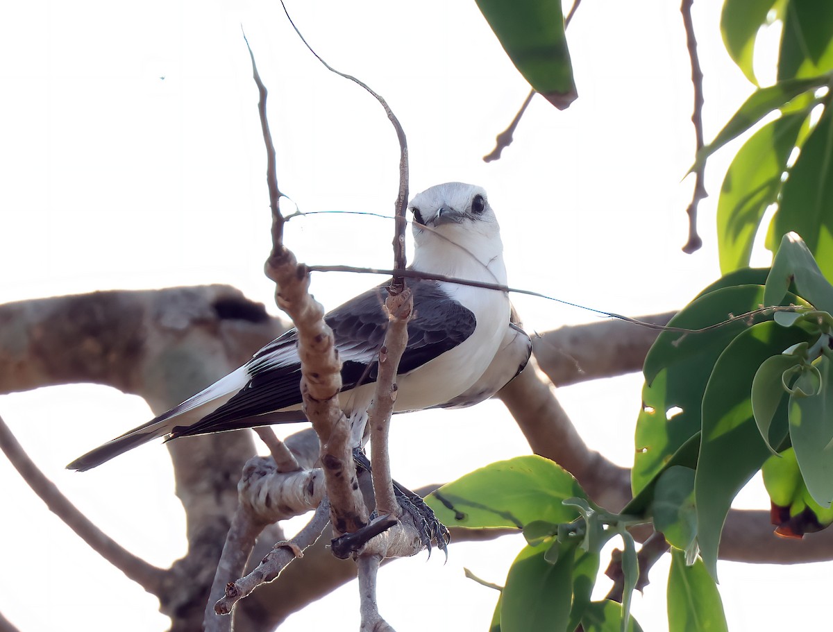 White-rumped Monjita - ML644816571