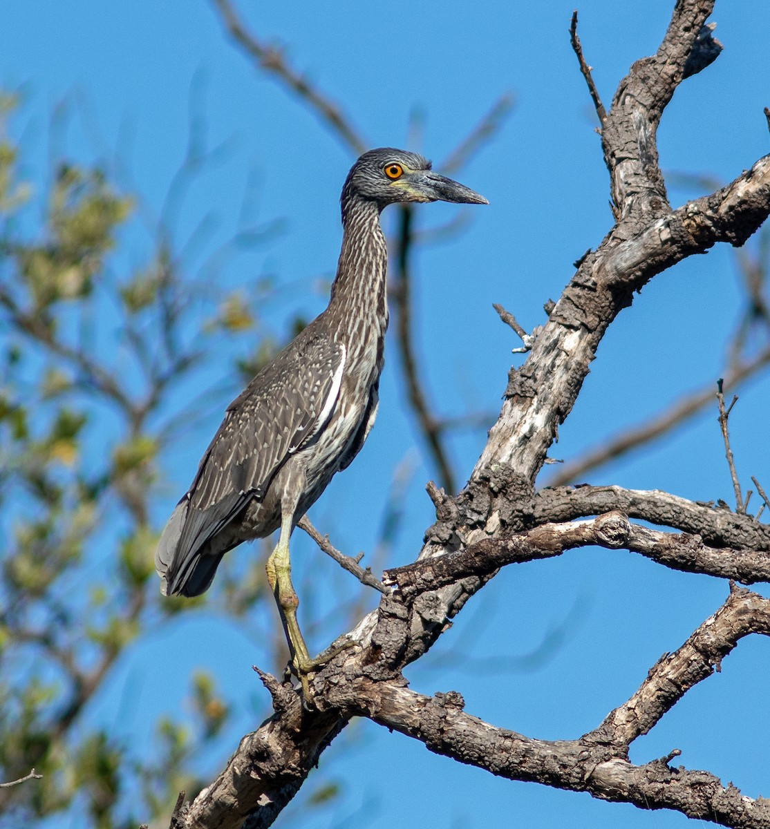 Квак чорногорлий - ML644816573