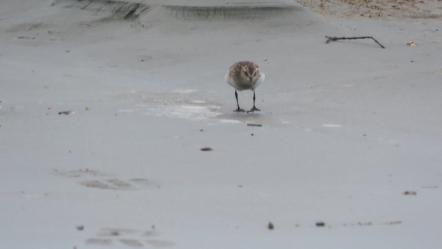 Baird's Sandpiper - ML644816592