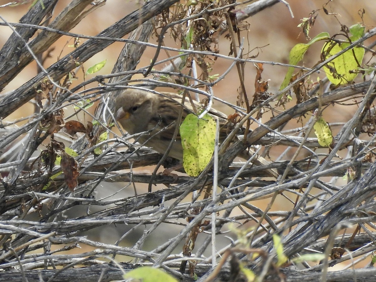 House Sparrow - ML644816605