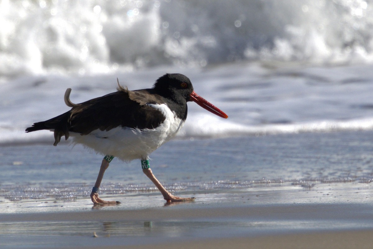 American Oystercatcher - ML644816607
