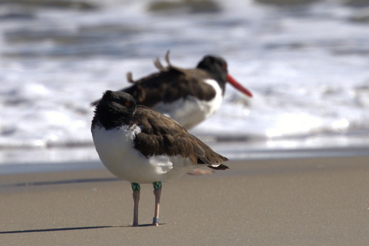 American Oystercatcher - ML644816619