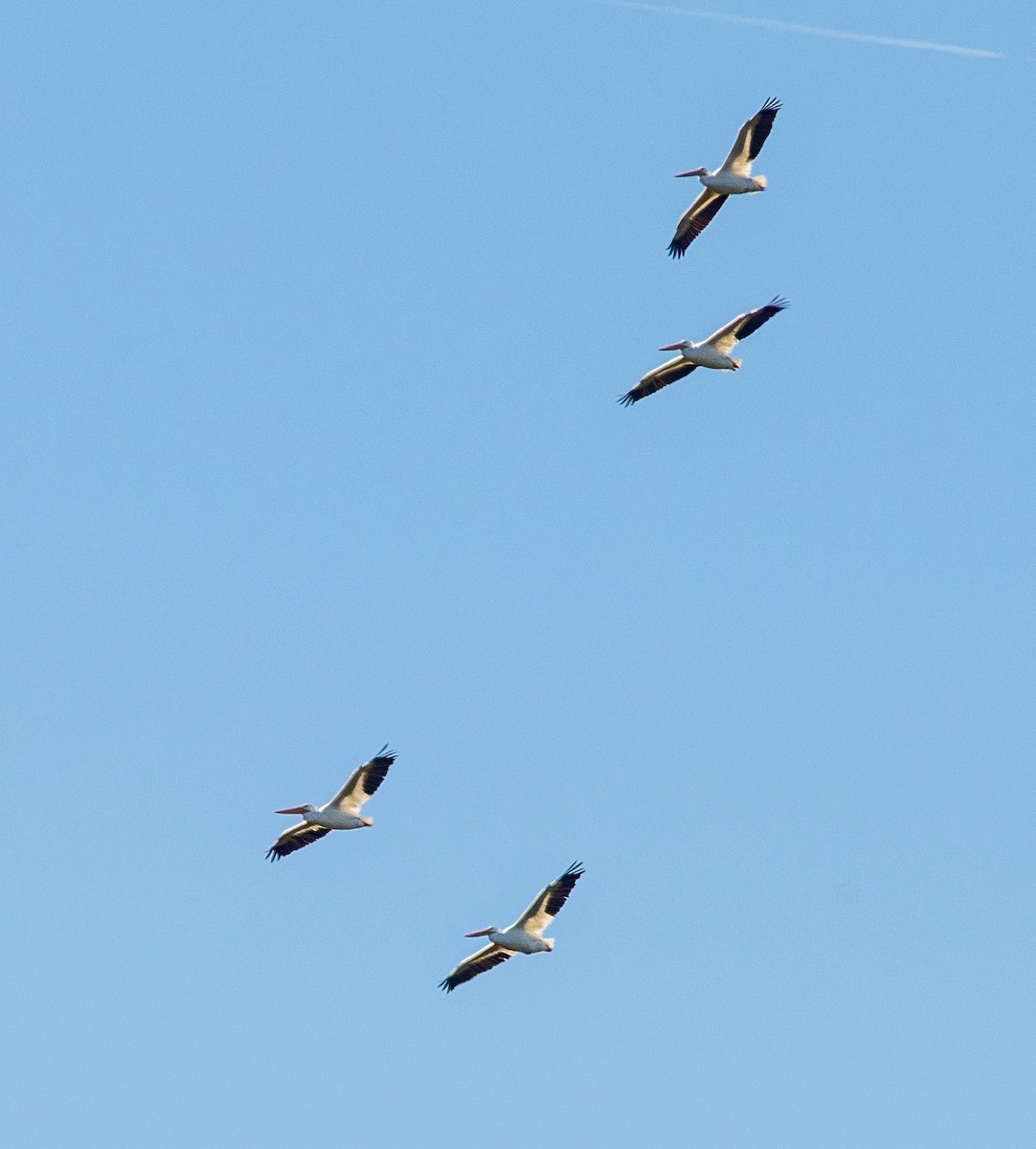 Amerika Pelikanı - ML644816620