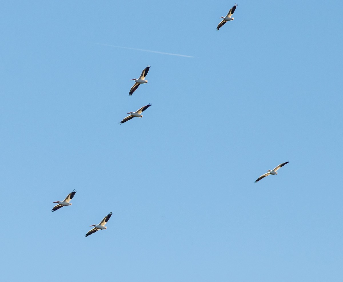 Amerika Pelikanı - ML644816623