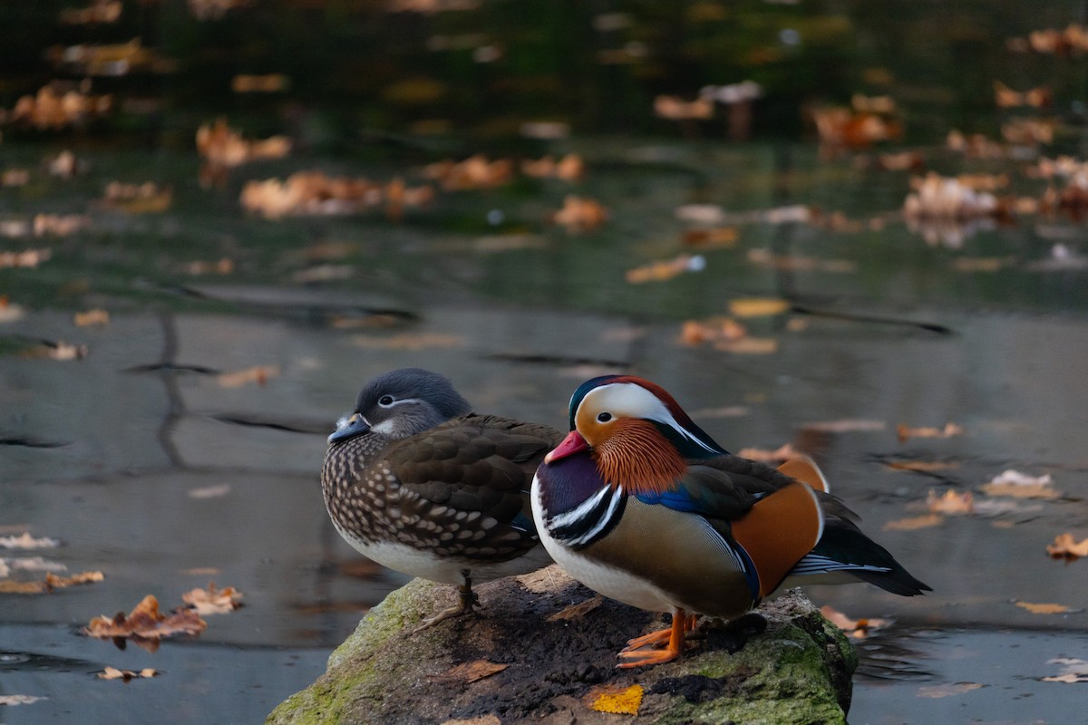 Mandarin Duck - ML644816627