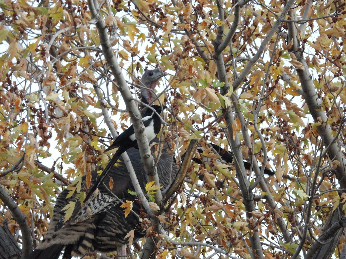 Wild Turkey - ML644816628