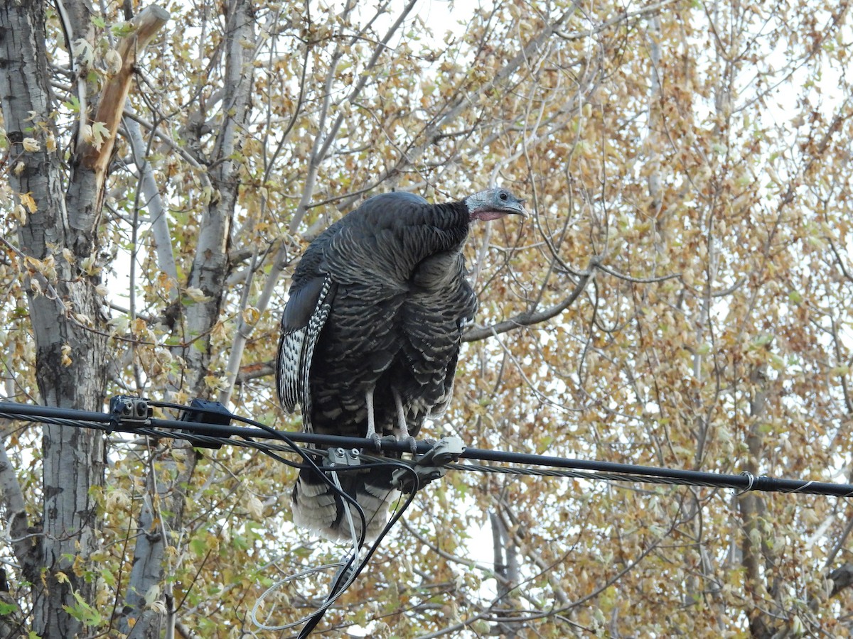 Wild Turkey - ML644816629