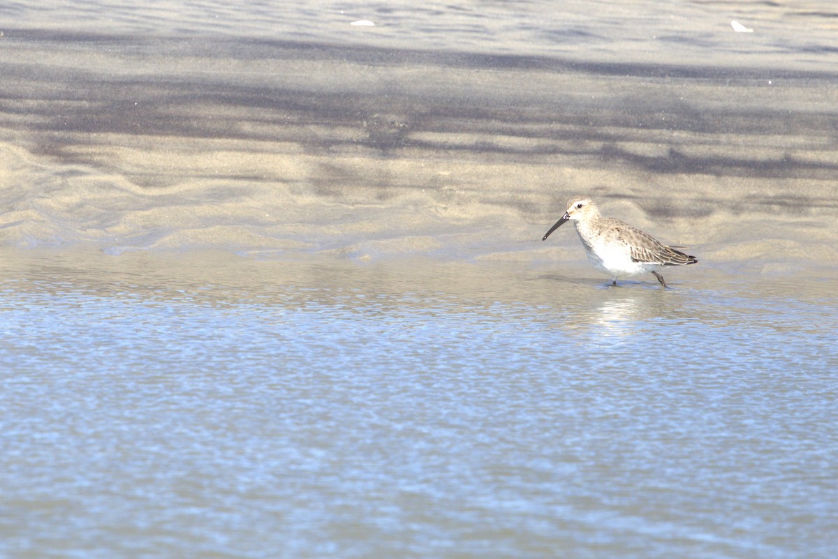 Dunlin - ML644816631
