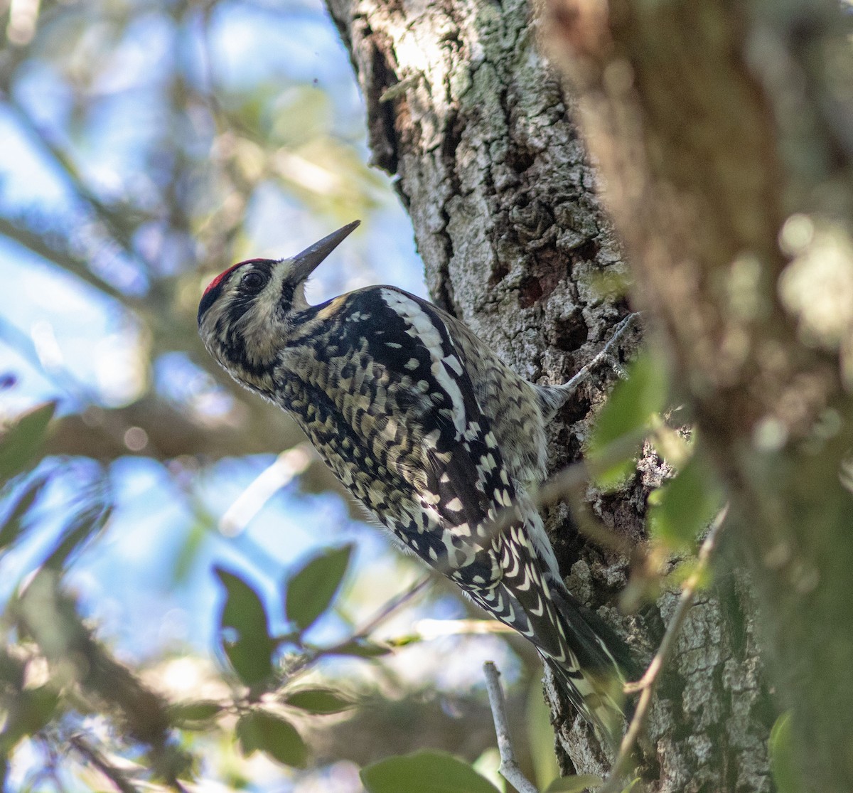 Gelbbauch-Saftlecker - ML644816633