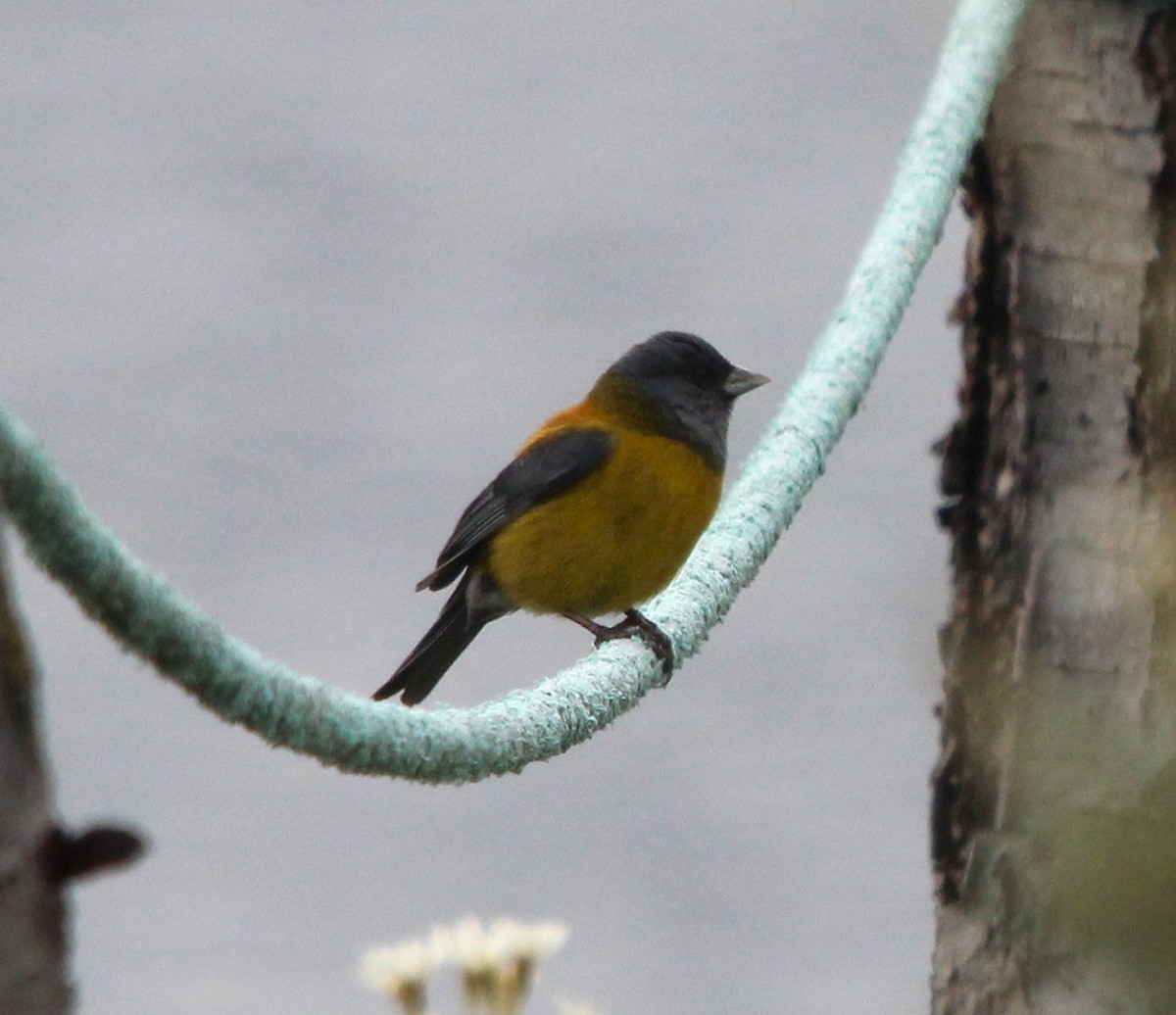 パタゴニアヤマシトド - ML644816642