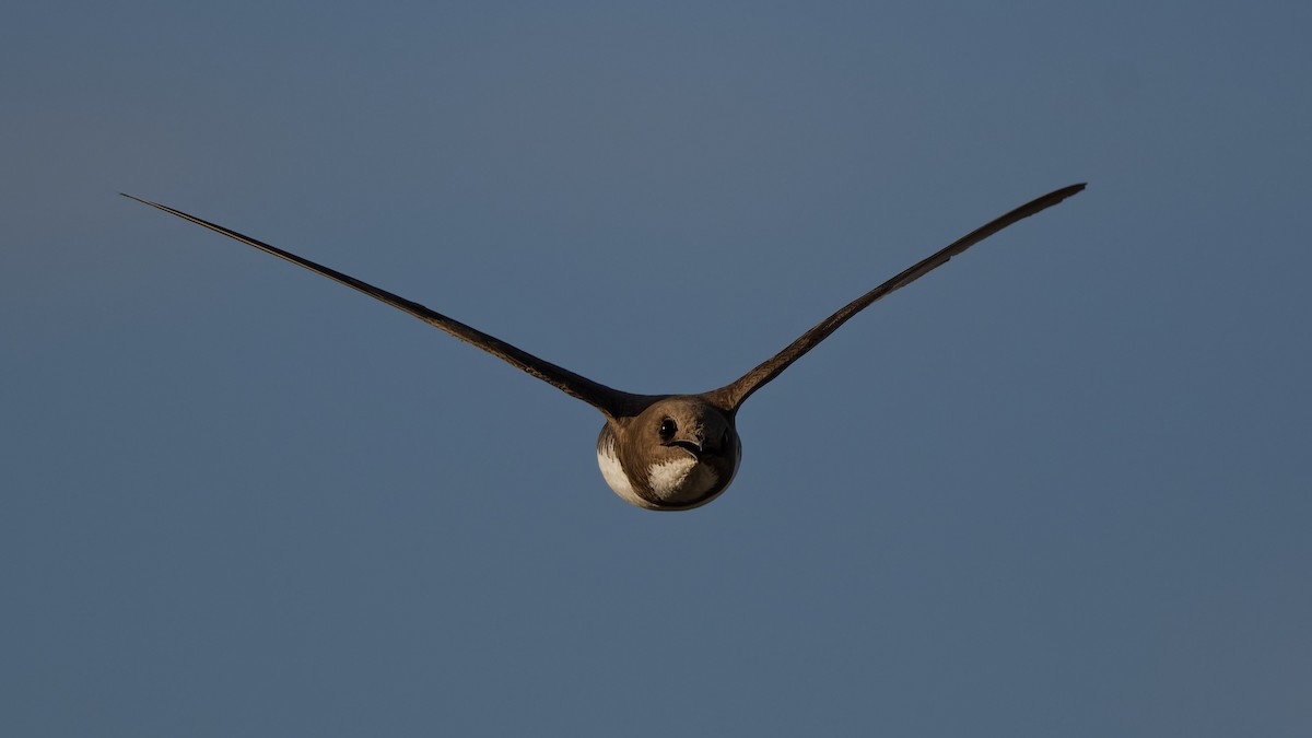 Alpensegler - ML644816644