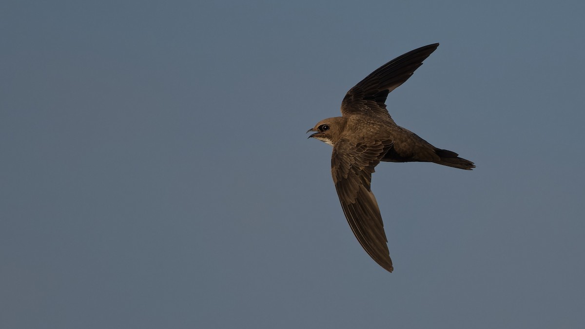 Alpensegler - ML644816646