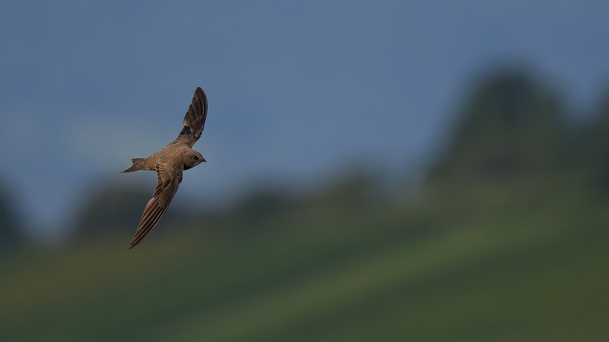 Alpensegler - ML644816647