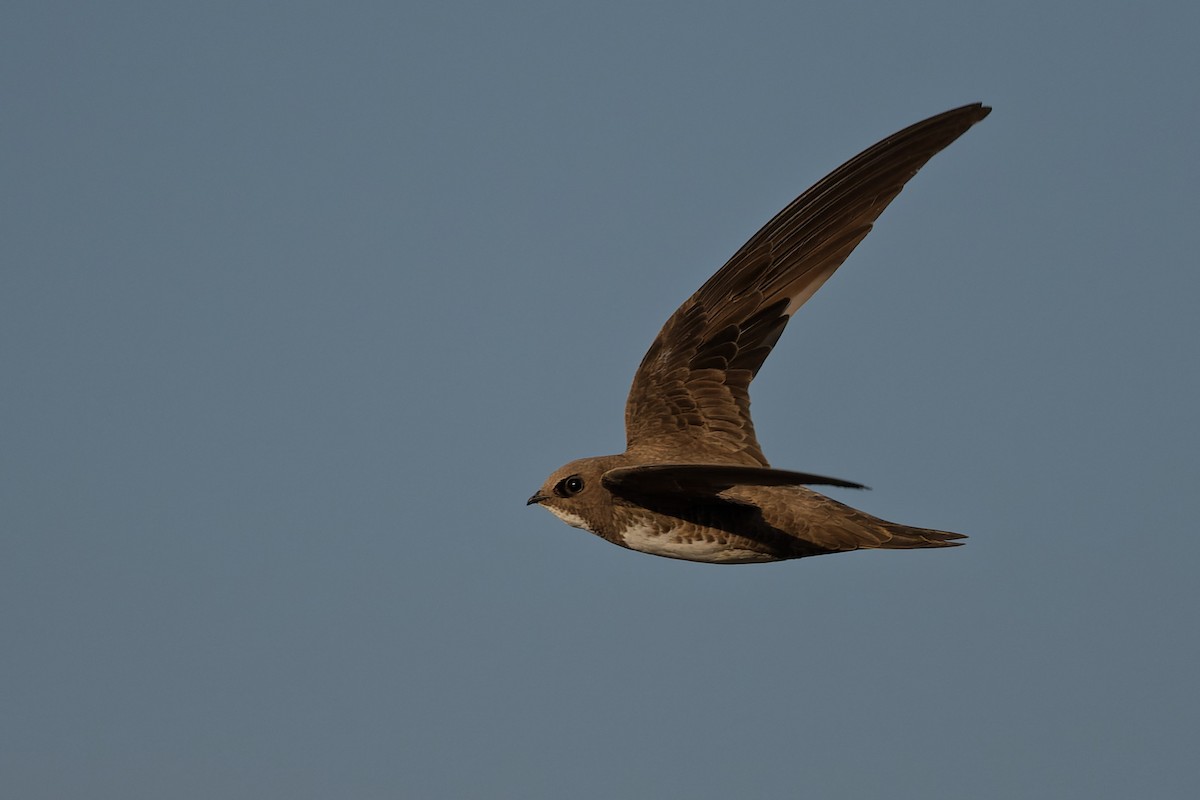 Alpensegler - ML644816648