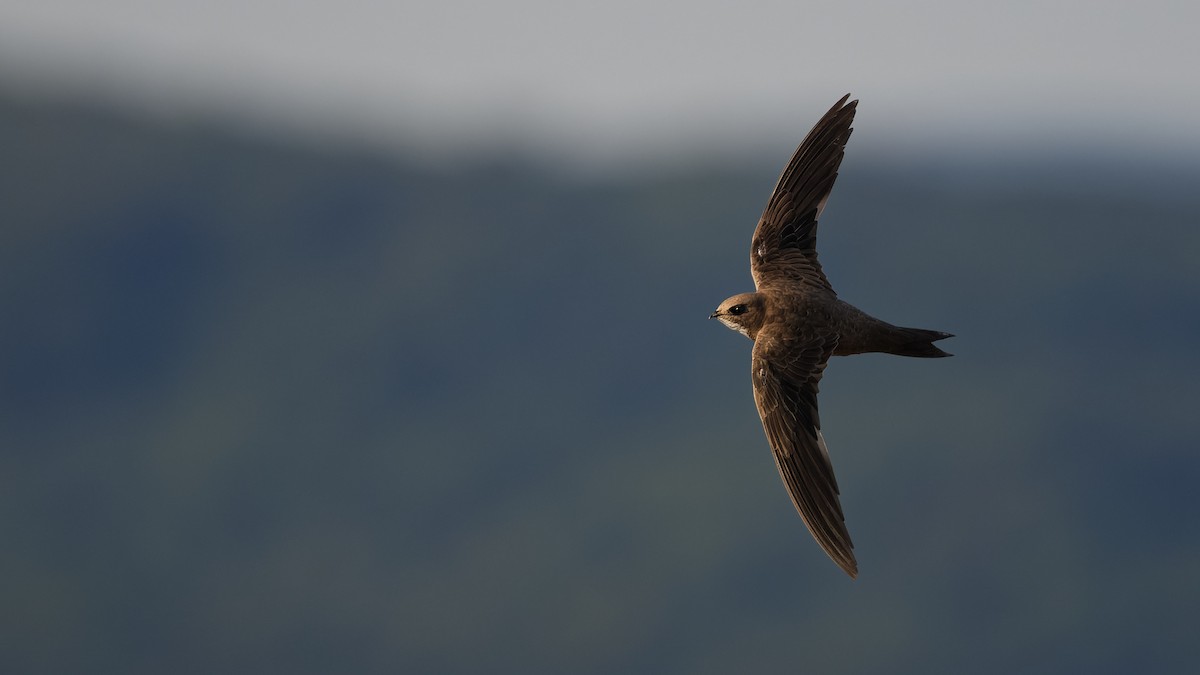 Alpensegler - ML644816650