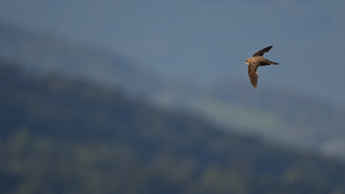 Alpensegler - ML644816651