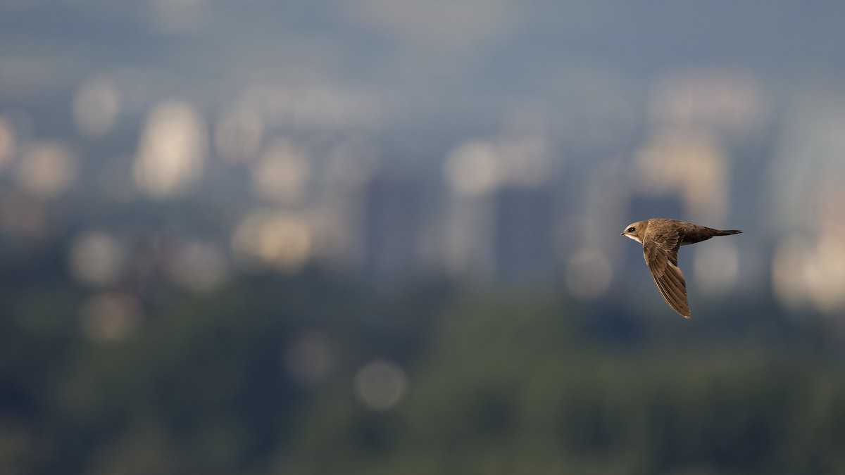 Alpensegler - ML644816652