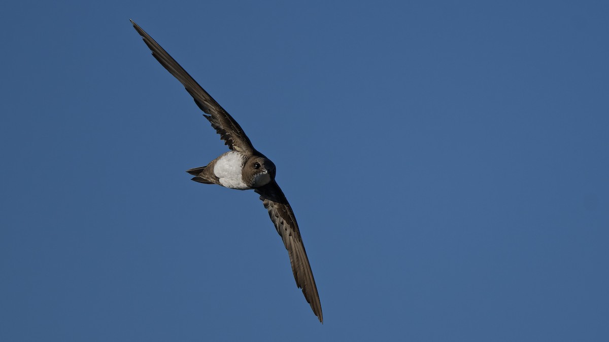 Alpensegler - ML644816655