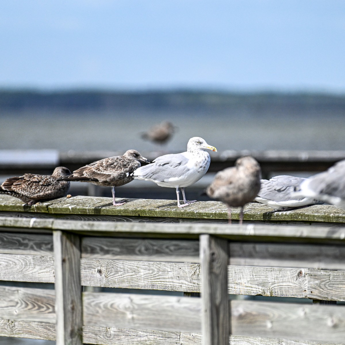 American Herring Gull - ML644816657