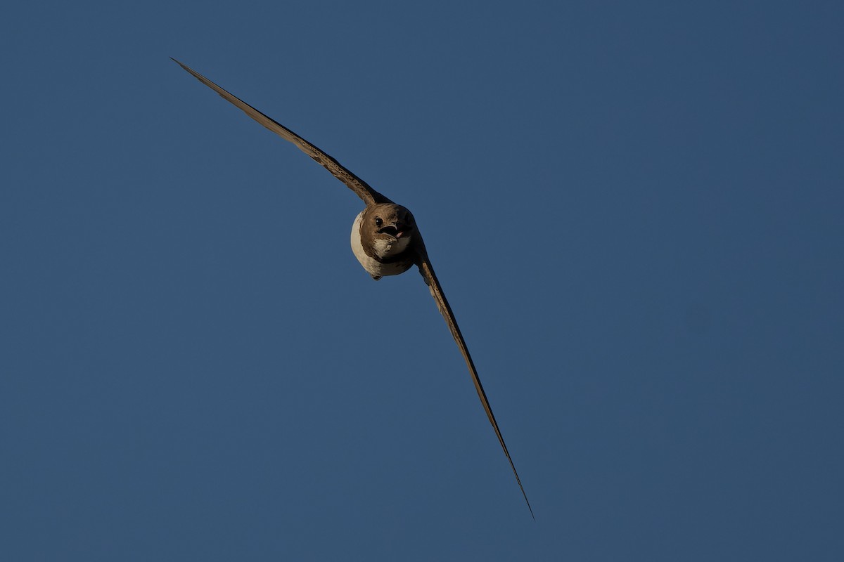 Alpensegler - ML644816658