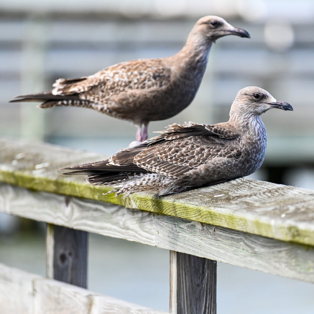 American Herring Gull - ML644816662