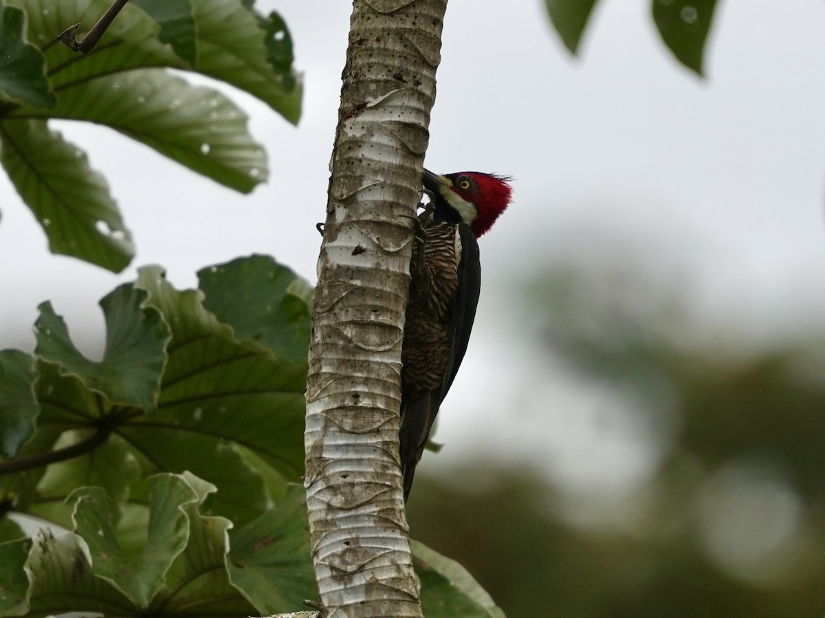 Crimson-crested Woodpecker - ML644816664