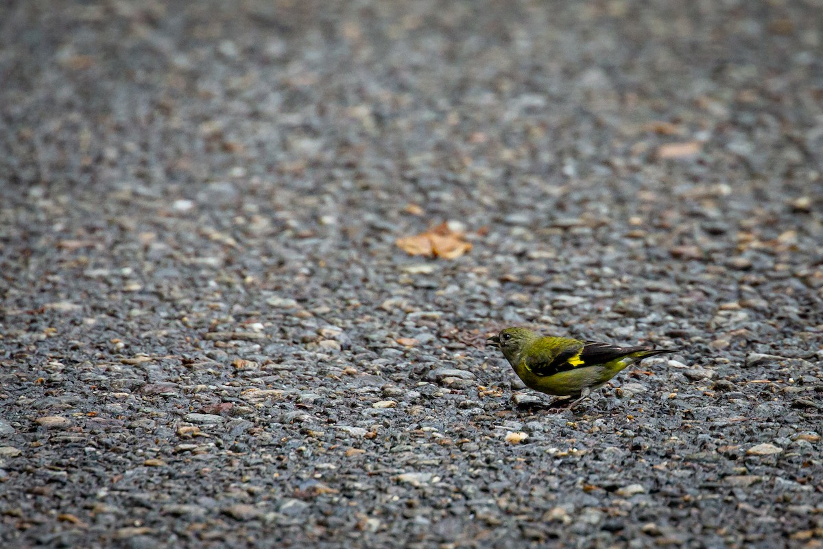 Yellow-bellied Siskin - ML644816665