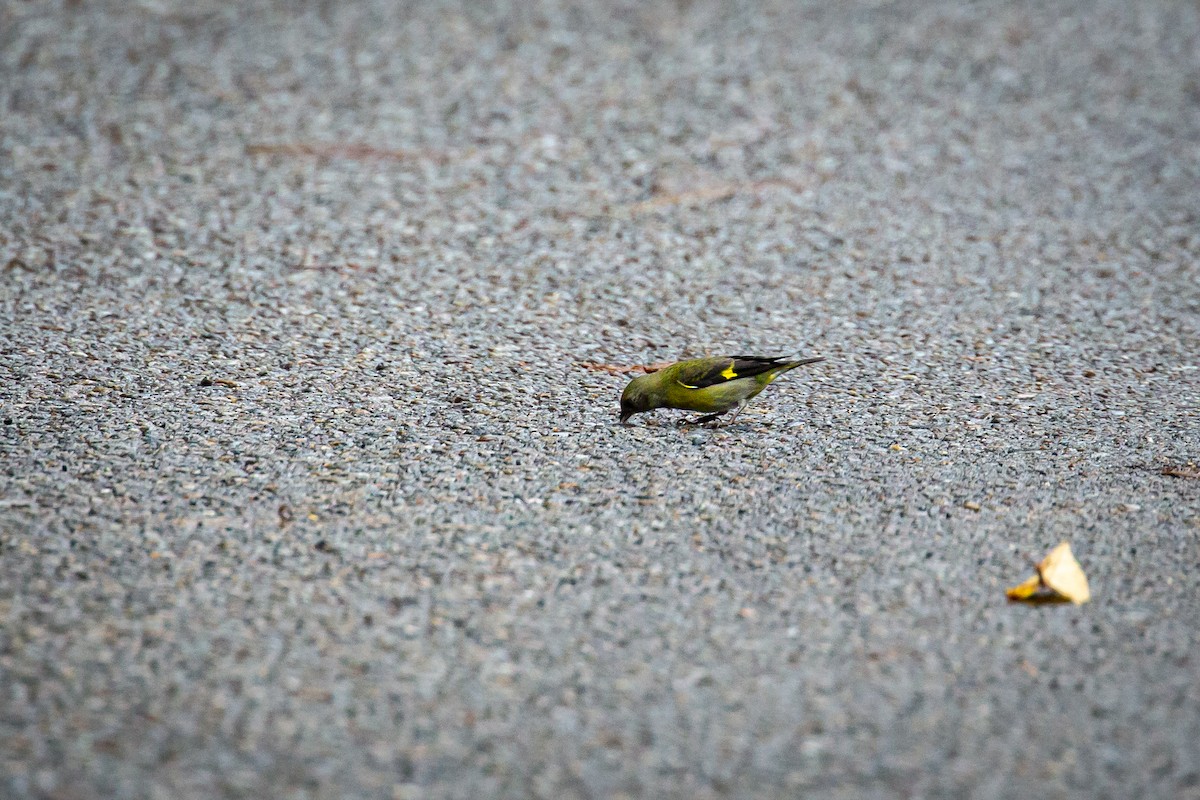 Yellow-bellied Siskin - ML644816666