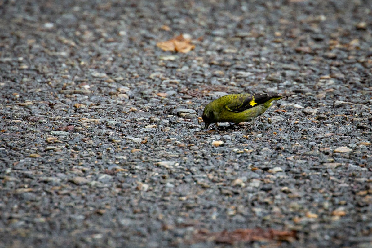 Yellow-bellied Siskin - ML644816667