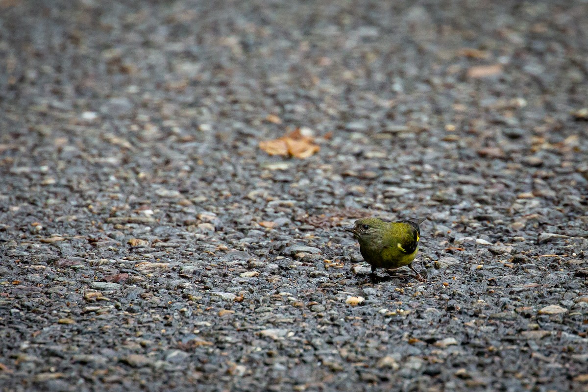 Yellow-bellied Siskin - ML644816668