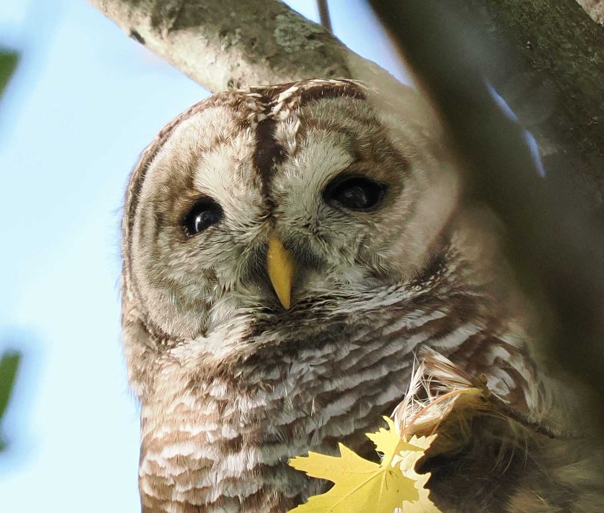 Barred Owl - ML644816671