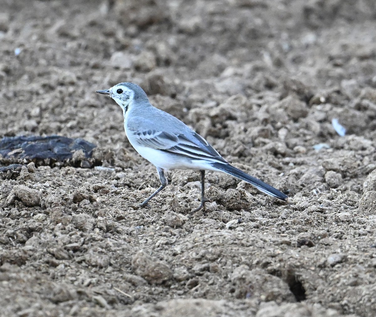 konipas bílý (ssp. alba/dukhunensis) - ML644816679
