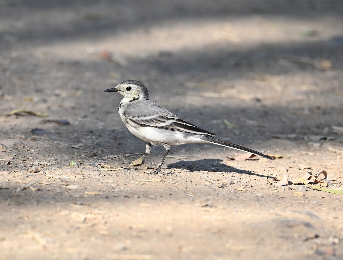 konipas bílý (ssp. alba/dukhunensis) - ML644816681